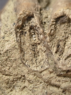 SRL7 Rugosa (Phaceloid Colonial Coral)