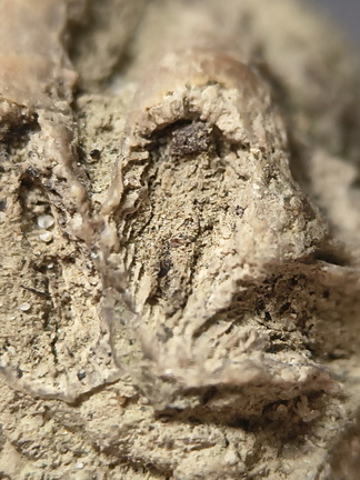 SRL7 Rugosa (Phaceloid Colonial Coral)