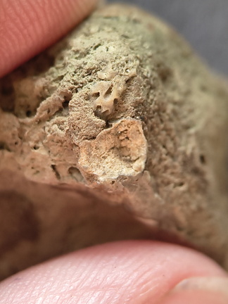 SRL7 Rugosa (Phaceloid Colonial Coral)