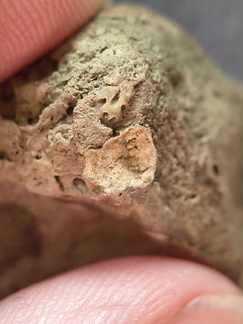 SRL7 Rugosa (Phaceloid Colonial Coral)