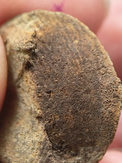 SRL8 Pharkidonotus Impression (Bellerophon-type Gastropod)