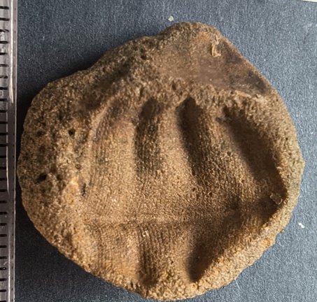 SRL8 Pharkidonotus Impression (Bellerophon-type Gastropod)