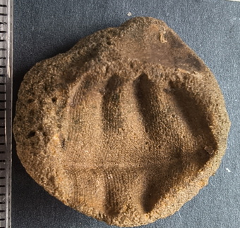 SRL8 Pharkidonotus Impression (Bellerophon-type Gastropod)