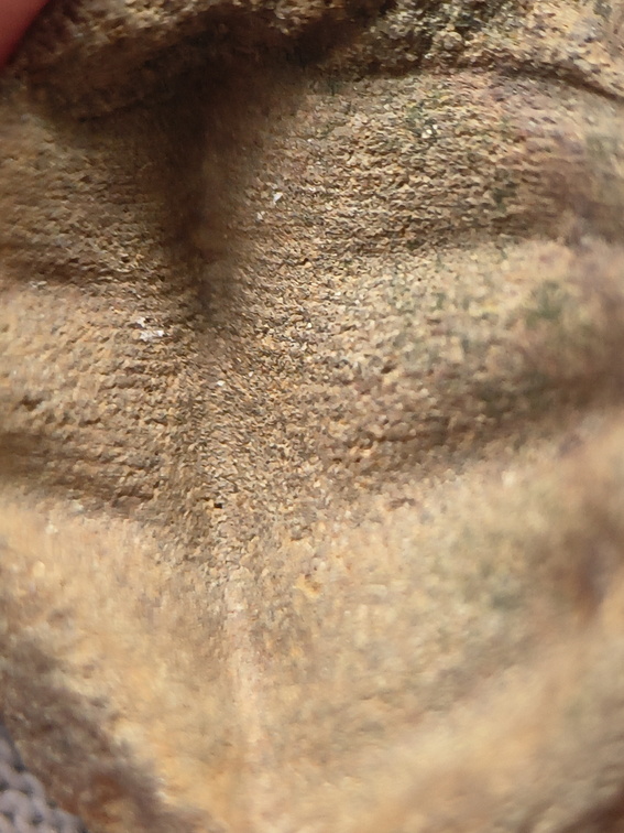 SRL8 Pharkidonotus Impression (Bellerophon-type Gastropod)