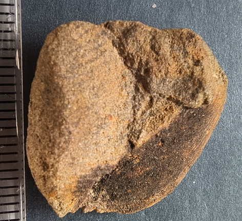 SRL8 Pharkidonotus Impression (Bellerophon-type Gastropod)