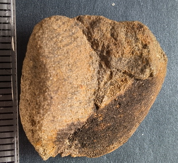 SRL8 Pharkidonotus Impression (Bellerophon-type Gastropod)