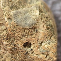 SRL9 Brachiopod Mix (cf. Rhipidomella)