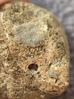 SRL9 Brachiopod Mix (cf. Rhipidomella)
