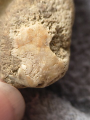 SRL9 Brachiopod Mix (cf. Rhipidomella)