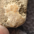 SRL9 Brachiopod Mix (cf. Rhipidomella)