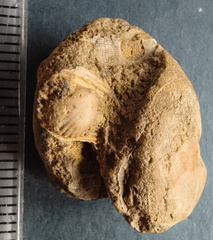 SRL9 Brachiopod Mix (cf. Rhipidomella)