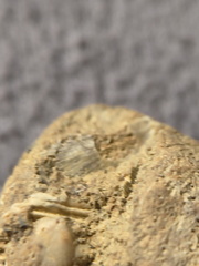 SRL9 Brachiopod Mix (cf. Rhipidomella)