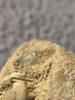 SRL9 Brachiopod Mix (cf. Rhipidomella)