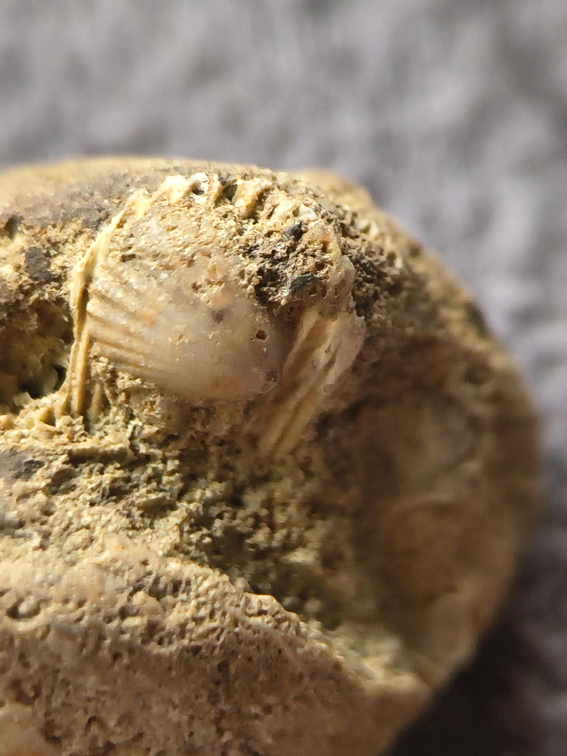 SRL9 Brachiopod Mix (cf. Rhipidomella)