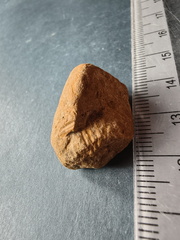 SRL10 Partial Brachiopod Fragment