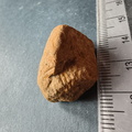 SRL10 Partial Brachiopod Fragment