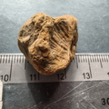 SRL10 Partial Brachiopod Fragment