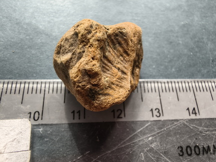 SRL10 Partial Brachiopod Fragment