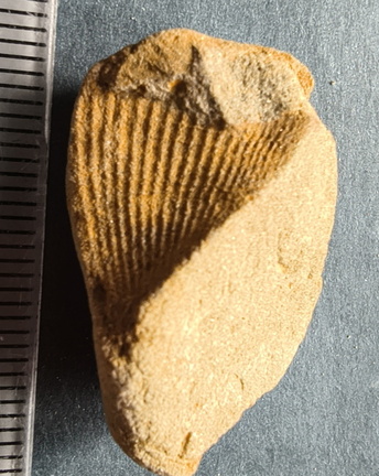 SRL11 Partial Brachiopod Fragment 