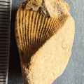 SRL11 Partial Brachiopod Fragment 