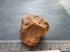 SRL12 Partial Brachiopod Fragment 