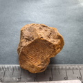 SRL12 Partial Brachiopod Fragment 