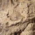 SRL13 Brachiopod and Crinoid Impressions