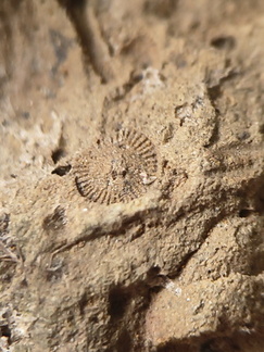 SRL13 Brachiopod and Crinoid Impressions