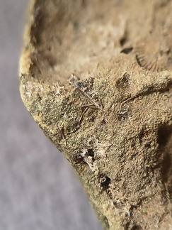 SRL13 Brachiopod and Crinoid Impressions