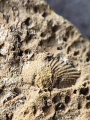 SRL13 Brachiopod and Crinoid Impressions