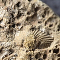 SRL13 Brachiopod and Crinoid Impressions