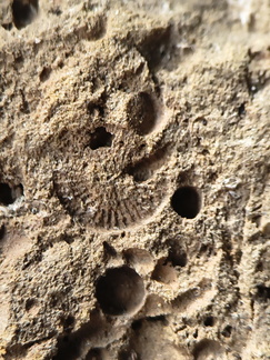 SRL13 Brachiopod and Crinoid Impressions