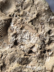 SRL13 Brachiopod and Crinoid Impressions