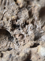 SRL13 Brachiopod and Crinoid Impressions