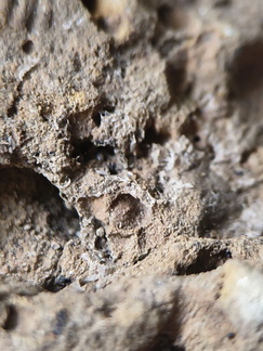 SRL13 Brachiopod and Crinoid Impressions