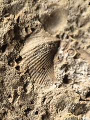 SRL13 Brachiopod and Crinoid Impressions
