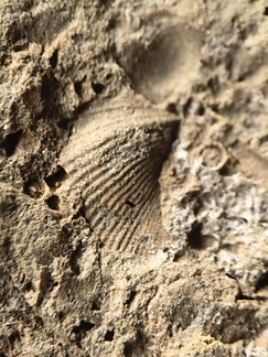 SRL13 Brachiopod and Crinoid Impressions
