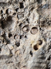 SRL13 Brachiopod and Crinoid Impressions