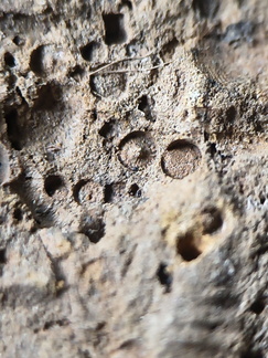 SRL13 Brachiopod and Crinoid Impressions