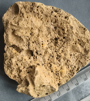 SRL13 Brachiopod and Crinoid Impressions