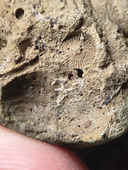 SRL13 Brachiopod and Crinoid Impressions