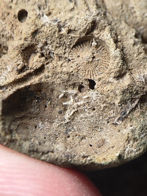 SRL13 Brachiopod and Crinoid Impressions