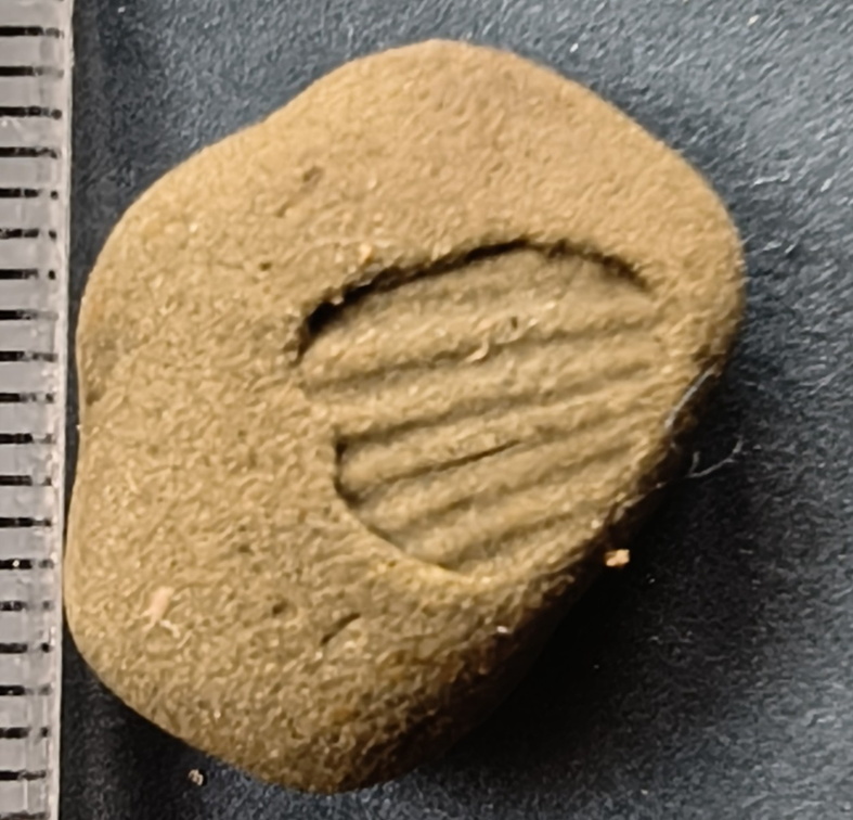 SRL20 Brachiopod Impression 