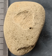 SRL21 Brachiopod Impression 