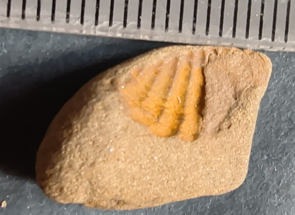 SRL22 Brachiopod Impression 