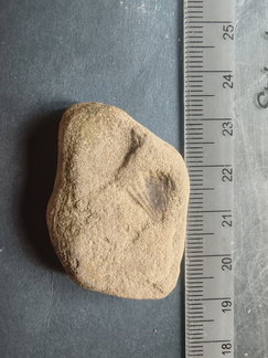 SRL54 Brachiopod Impression