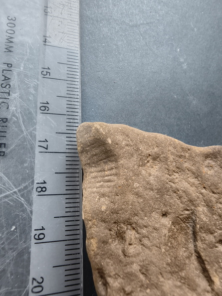 SRL76 Brachiopod Impression 