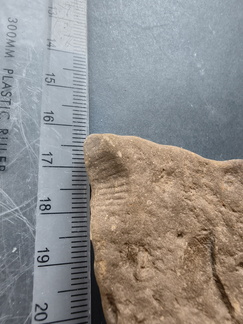 SRL76 Brachiopod Impression 