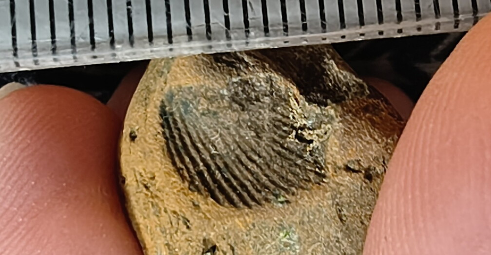SRL53 Brachiopod Impression 