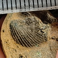 SRL53 Brachiopod Impression 